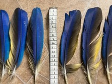 10 mittellange Papageienfedern