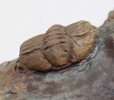Trilobit conocoryphe sulzeri - conocoryphe,
