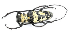 Cerambycidae doesburgia - cerambycidae,,