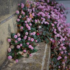 80002674 Pink Punching Balls