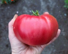Tomatensamen OCHSENHERZ ROSA -