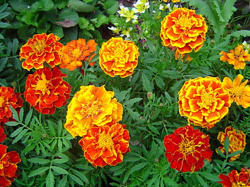 Tagetes niedrig reichblühend