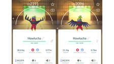 🦅Shiny Hawlucha (Schillernd