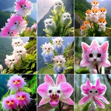 Große blumengesicht orchidee - große,