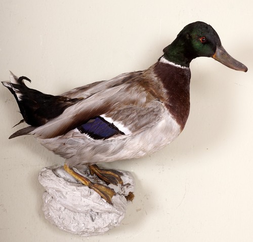 Schöne stockente mallard - schöne,