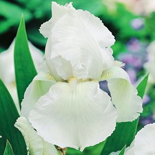 Iris Rhizom Staude Blüten