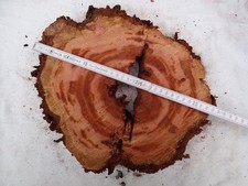 Hohle Baumscheibe Pflaume 1