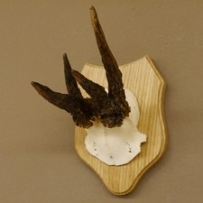 Rehgeweih abnormer Rehbock Reh Geweih Bock Gehörn Trophäenschild 607.146