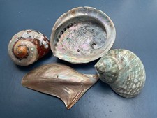 Vier Perlmuttmuscheln , Turbanschnecke Abalone Perlmutt Schmuckschale Deko