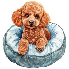 2x Sticker Miniature Poodle