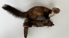 Steinmarder tierpräparat - steinmarder,