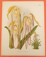 Cypripedium wallisii