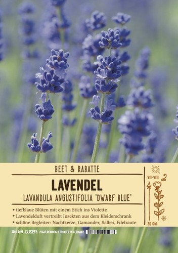 Lavandula angustifolia dwarf - lavandula,