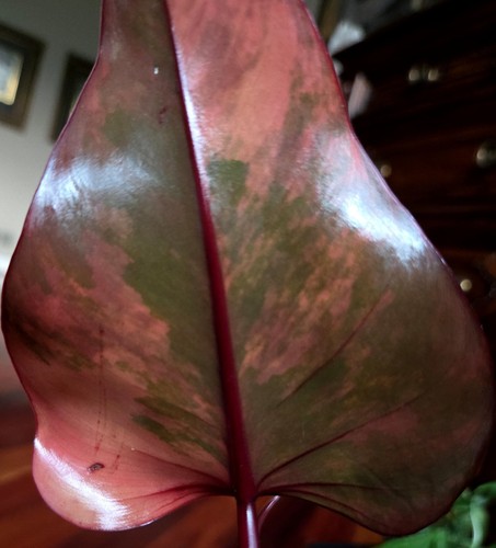 Rare philodendron firy - rare,