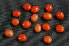 10 Stk echte Mittelmeer