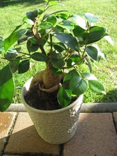 Bonsai Ficus Ginseng immergrün ca 25 cm