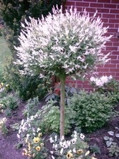 Harlekinweide, Salix integra Hakuro Nishiki, Höhe: 170-180 cm + Dünger