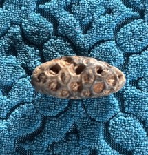 Pinienzapfen 3,5 cm 13 g Marokko Fossilien Versteinertes Holz  Mineralien