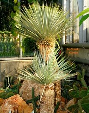 Winterharte Yucca rostrata