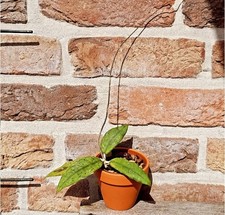 Hoya finlaysonii "trang" Seltene Pflanze