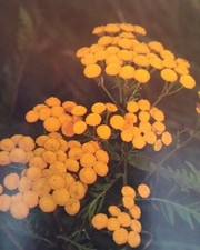 Rainfarn gelb ableger - rainfarn,
