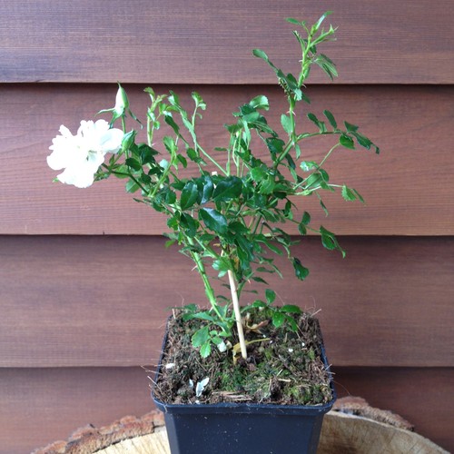 Bodendecker rose rosa - rose, the
