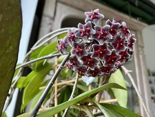 Hoya pubicalyx royal - hoya,