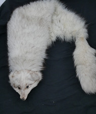 100% FUCHSPELZ Luxus Schal