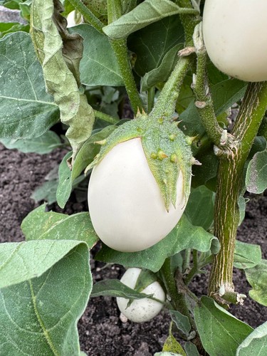 Aubergine white egg eierbaum - white,