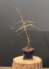 Pre Bonsai Schlehe, Prunus Spinosa, Schwarzdorn