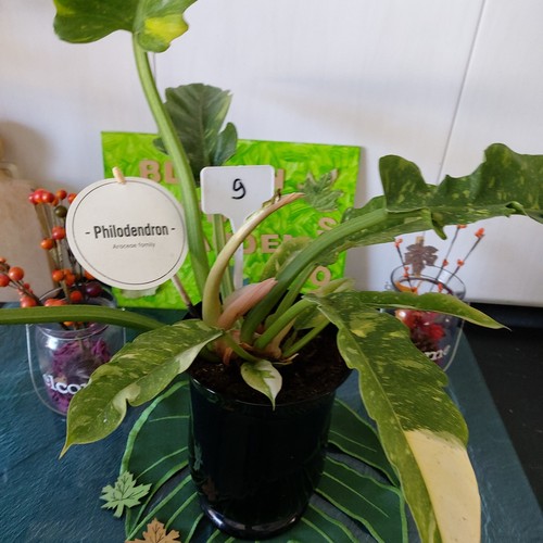 Philodendron variegata - philodendron,