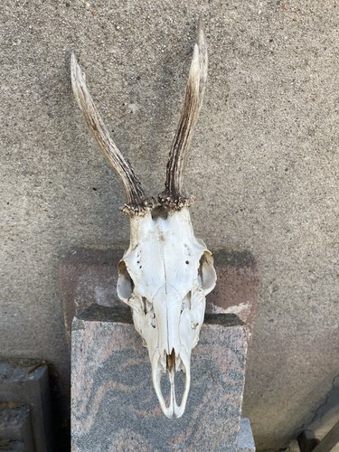Hirschkopf geweih skelett - geweih,,