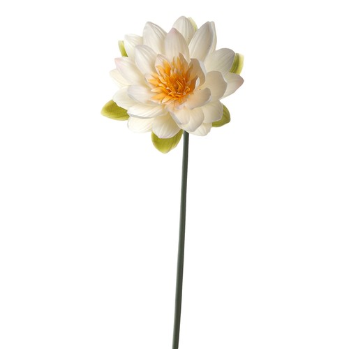 Leonardo seerose fiore - cm,