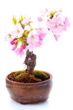 Zier- & Blütenkirsche –