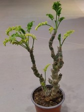 Pelargonium laxum, Sukkulente