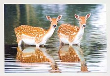 1 AK Postkarte Damwild