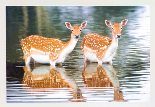 Postkarte damwild - 1,