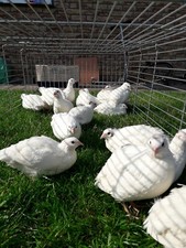 108 Frische Wachteleier (keine