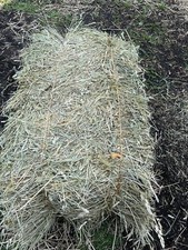 10 LBS. Orchard Grass Hay