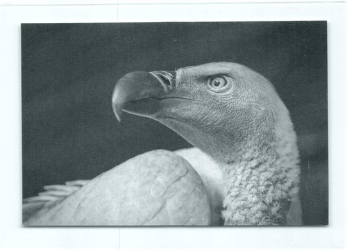 Postkarte sw geier - ak,