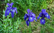 Zwiebeln blaue sumpf iris - zwiebeln, sumpf-iris