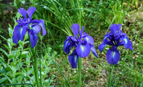 Zwiebeln blaue sumpf iris - zwiebeln,