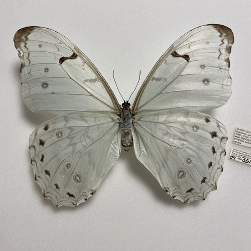 Entomologie morpho polyphemus - entomologie*morpho,
