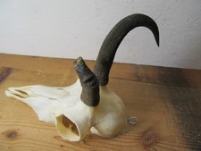 Abnorm Gams Gamsbock Gämse Gamskrickerl Trophäe Geweih