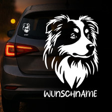 Australian shepherd auto - australian,