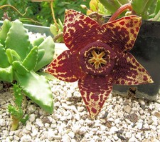 Orbea variegata 4