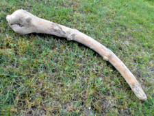 Skulptur Schwemmholz Treibholz Tier Reptil Schlange Terrarium Deko ca. 67 cm