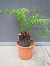 Dicksonia antarctica Nr. 1 Baumfarn 4er Kopf 10-15cm Stamm / 60cm Pflanze -12°C