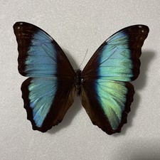 Entomologie*Morpho