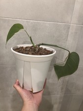 Monstera Deliciosa Variegata